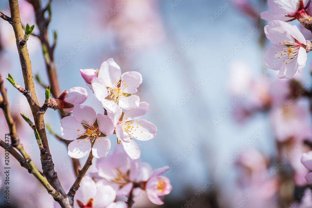Flowers of an almond tree close-up on a background of a gentle blue sky. beautiful sunny spring day.
