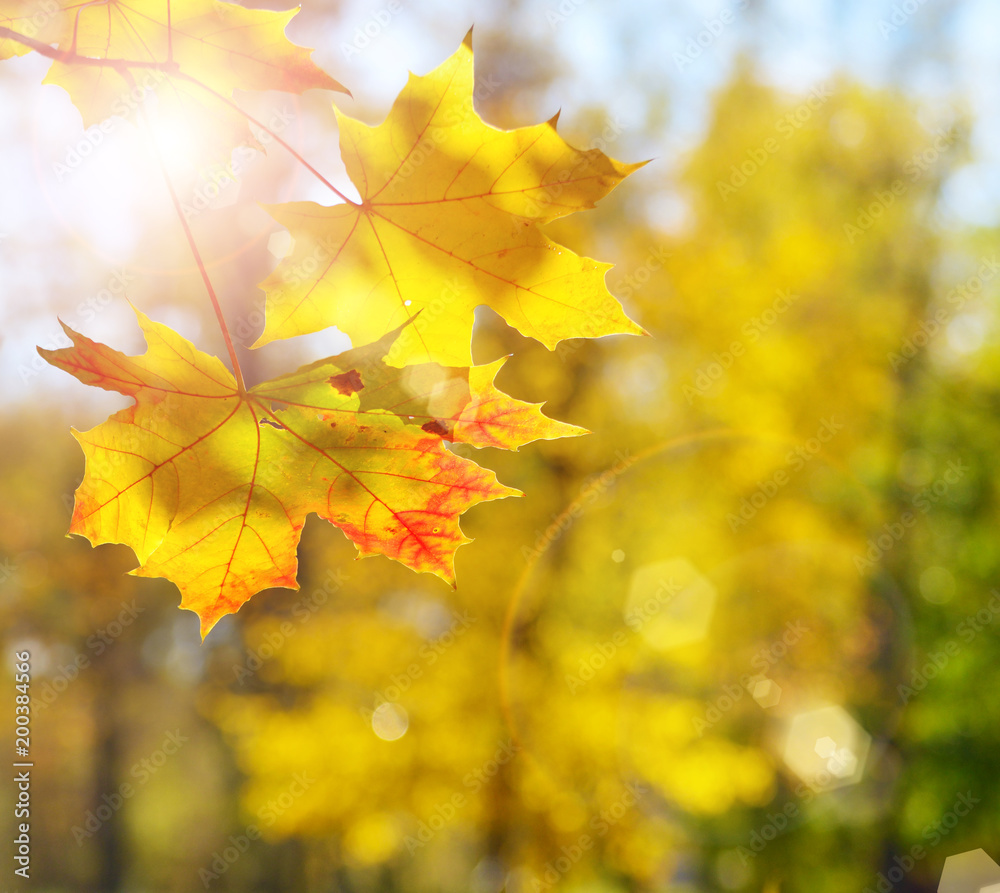 Yellow and Red maple leaves during fall season against sunny blue sky Yellow and Red maple leaves during fall season against sunny blue sky