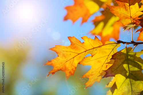 Yellow and Red maple leaves during fall season against sunny blue sky