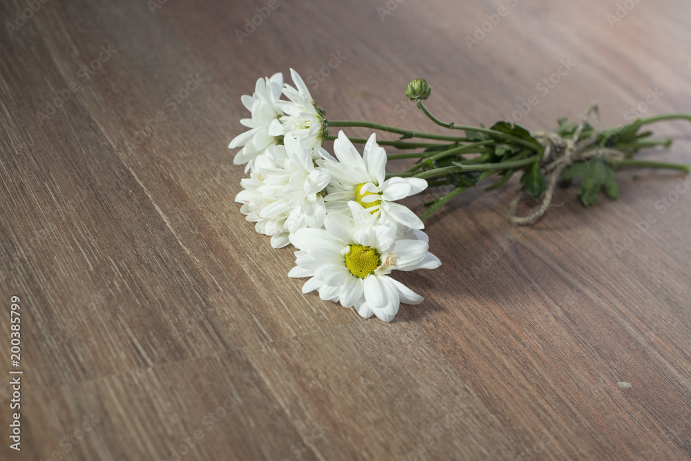 Obraz premium chamomile