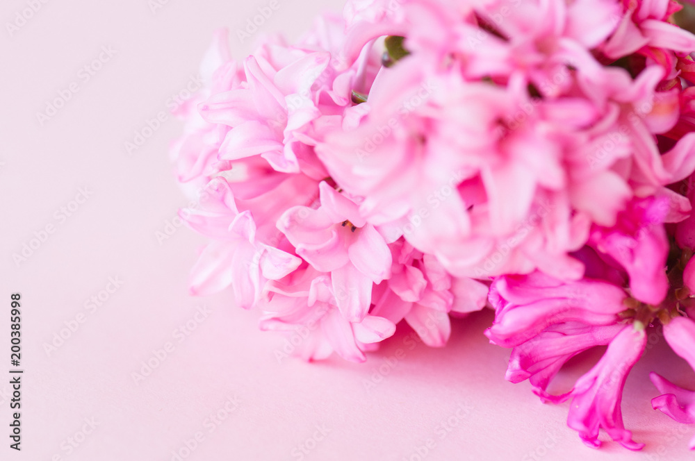 Beautiful pink hyacinth flowers bouquet on a pink background. Close up and copy space. Beautiful pink hyacinth flowers bouquet on a pink background. Close up and copy space.