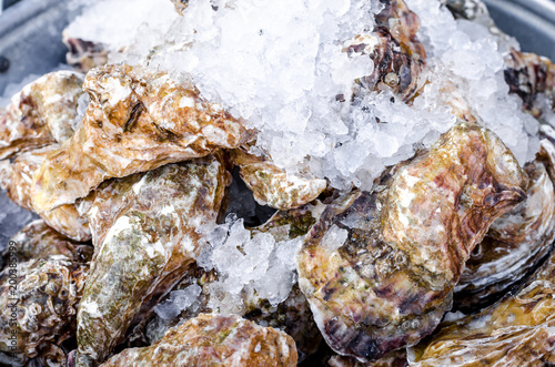 Seafood close up delicious fresh large oysters in a shell with ice healthy sea food background