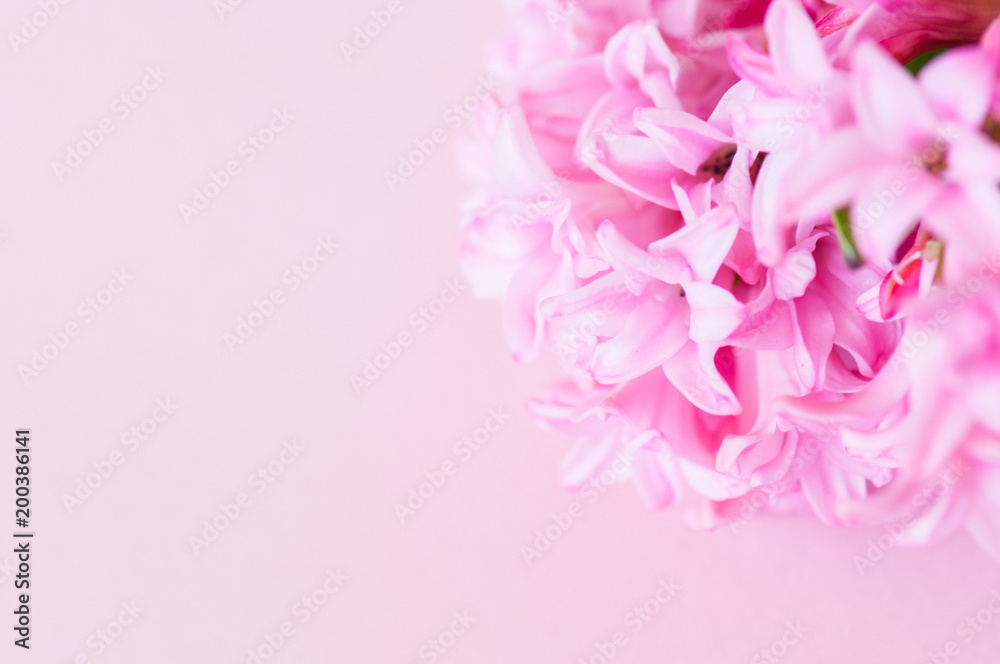 Beautiful pink hyacinth flowers bouquet on a pink background. Close up and copy space. Beautiful pink hyacinth flowers bouquet on a pink background. Close up and copy space.