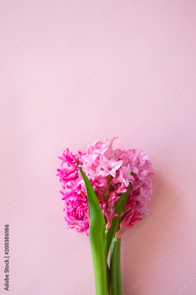 Beautiful pink hyacinth flowers bouquet on a pink background. Close up and copy space. Beautiful pink hyacinth flowers bouquet on a pink background. Close up and copy space.