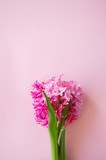 Beautiful pink hyacinth flowers bouquet on a pink background. Close up and copy space.