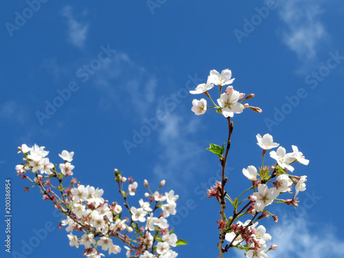 Cherry blossom. Spring Sakura flowers on the background of cloudy blue sky. Romantic card concept 
