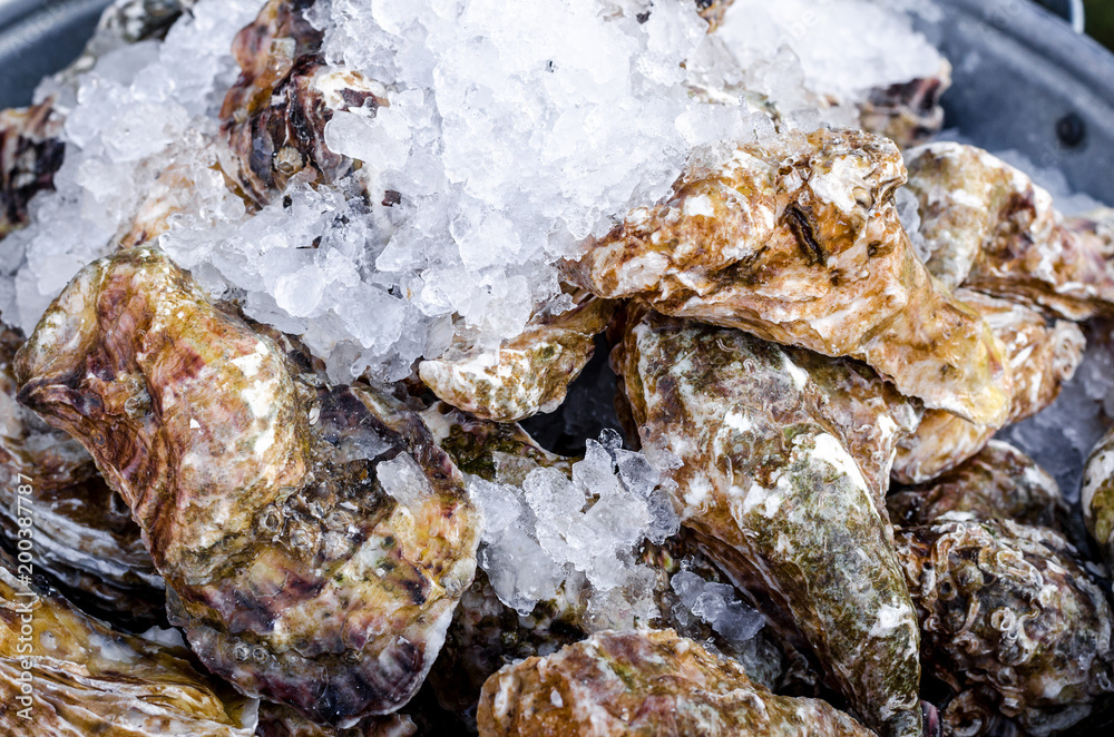 Seafood close up delicious fresh large oysters in a shell with ice healthy sea food background