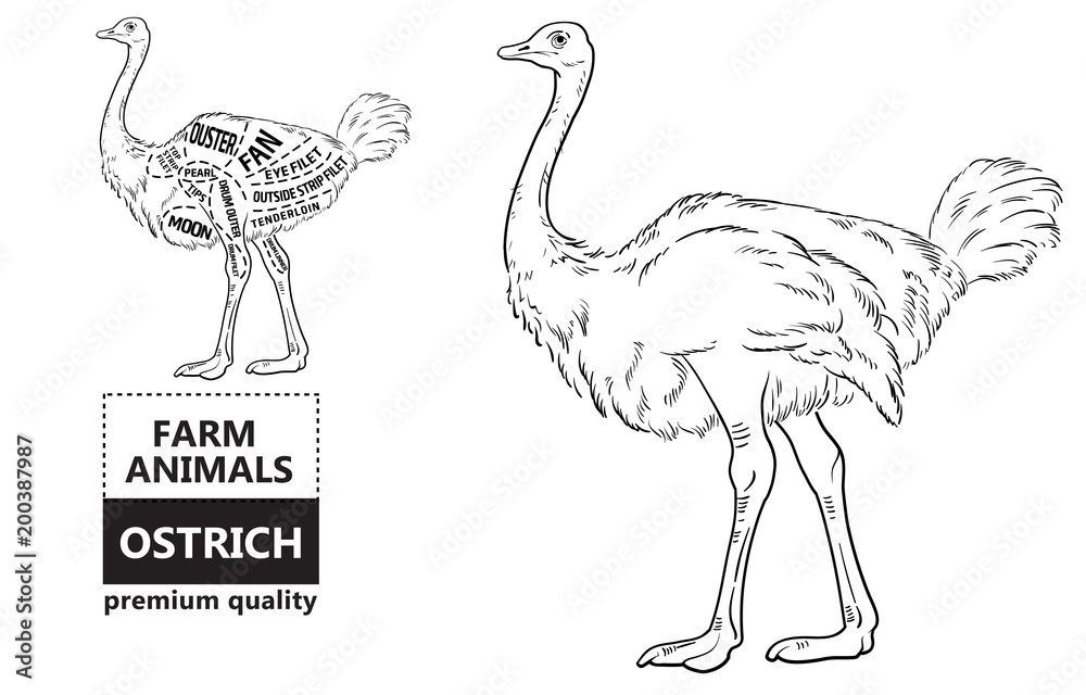 Obraz premium ostrich meat cuts with elements and names. Isolated black on white background. Butcher shop. Vector illustration.