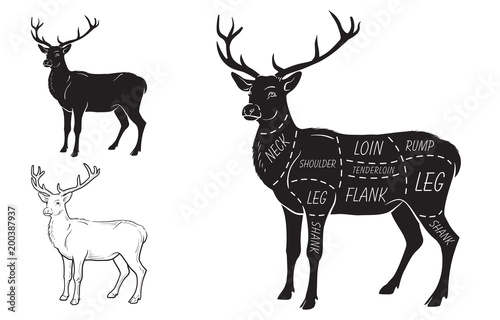 Deer meat cuts with elements and names. Isolated black on white background. Butcher shop. Vector illustration.