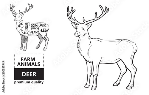 Deer meat cuts with elements and names. Isolated black on white background. Butcher shop. Vector illustration.