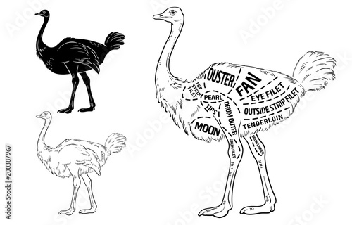 ostrich meat cuts with elements and names. Isolated black on white background. Butcher shop. Vector illustration.