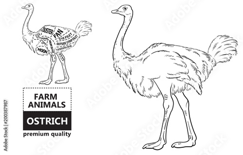 ostrich meat cuts with elements and names. Isolated black on white background. Butcher shop. Vector illustration.