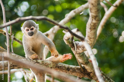 Mono capuchino en isla de la selva amazonica  monkey