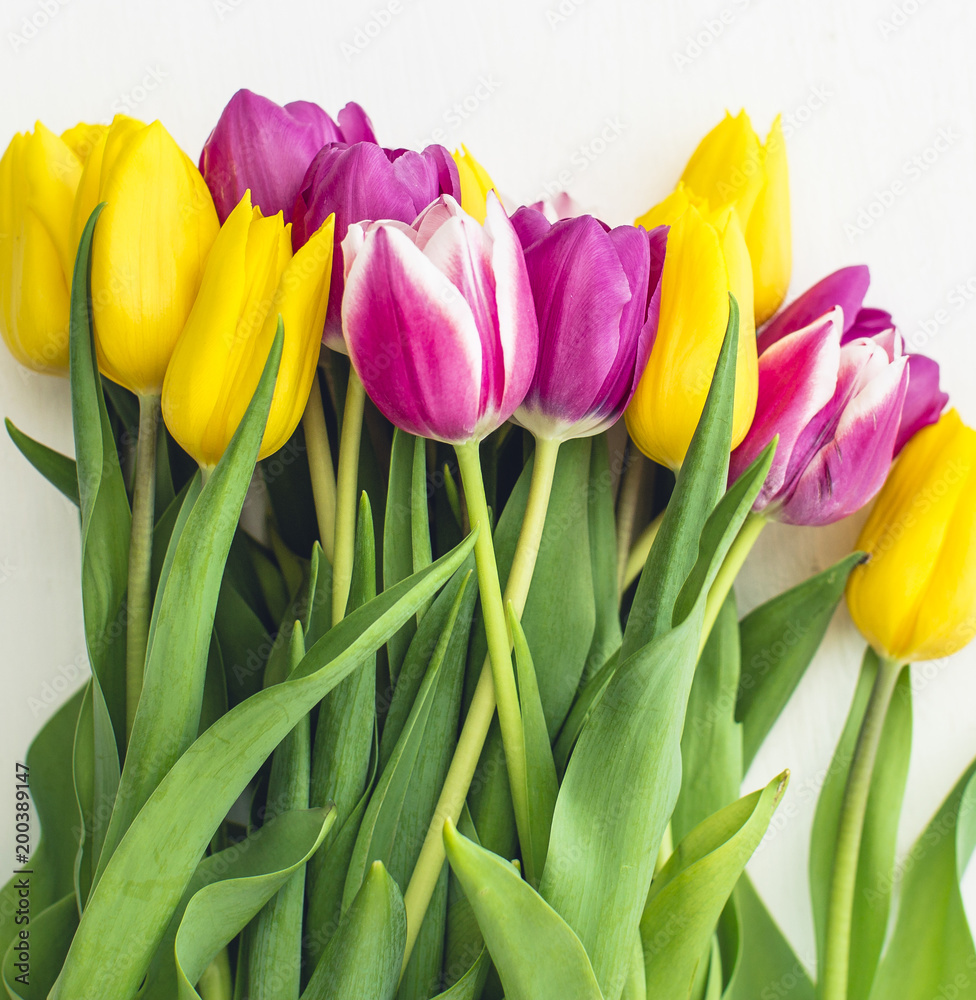 Pink and yellow tulips on a white background Pink and yellow tulips on a white background