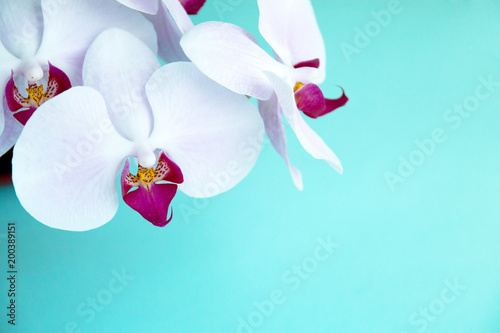 blooming Orchid flowers on blue background top view, floral background photo