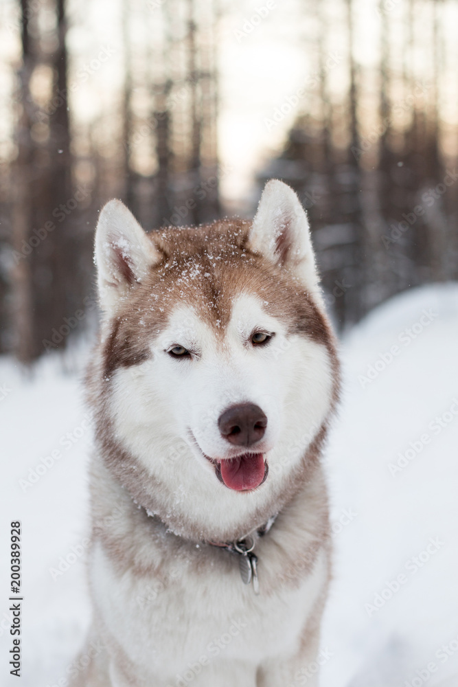 Close-up portrait of dog breed siberian Husky sitting on the snow in winter forest at sunset. Husky topdog looks like a wolf