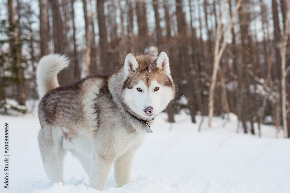 Husky male looks like a wolf. Portrait of attentive siberian Husky dog with snow on the nose standing in winter forest at sunset on trees background