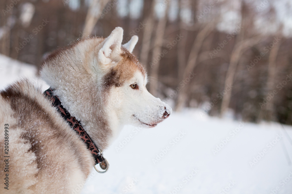 Profile portrait of smiley Beige and White Siberian husky is on the snow at sunset. Close-up portrait of Husky dog with snow on the nose sitting in winter forest and observing mountains