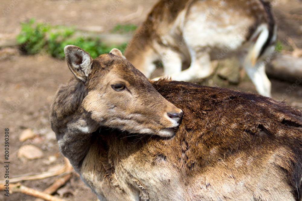 Foto Stock Deer Molting Adobe Stock