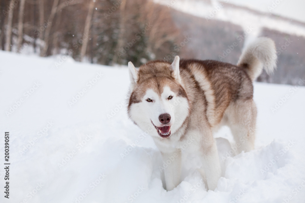 Image of funny Husky male looks like a wolf. Portrait of cute siberian Husky dog smiling and standing in winter forest at sunset on trees and mountains background