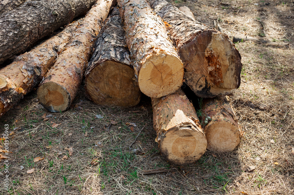Pile of pines in the deep forest, firewood material Pile of pines in the deep forest, firewood material