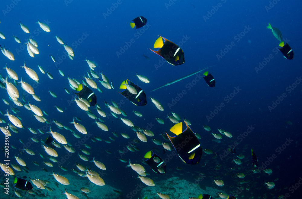Obraz premium Reef fishes from the sea of cortez, mexico