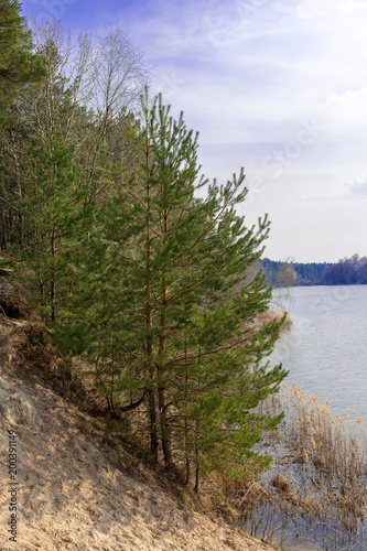 Beautiful forest in spring with view on the huge lake