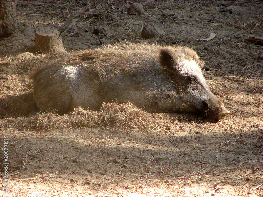 Fototapeta premium Boar lying down