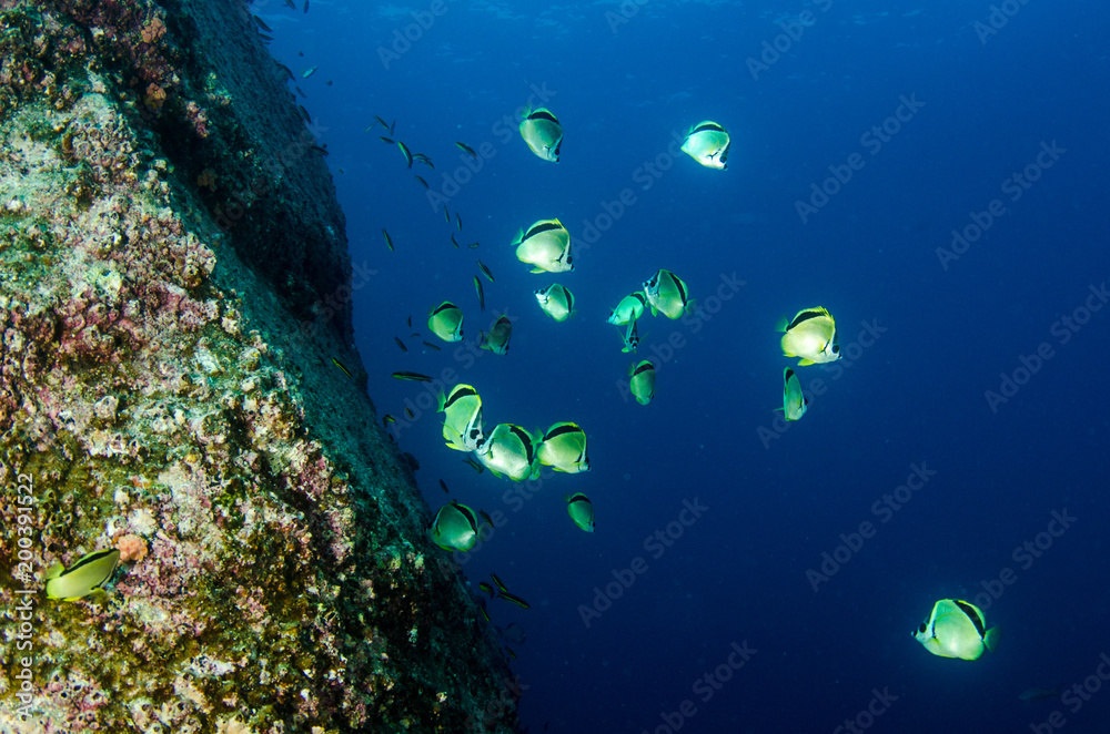 Obraz premium Reef fishes from the sea of cortez, mexico