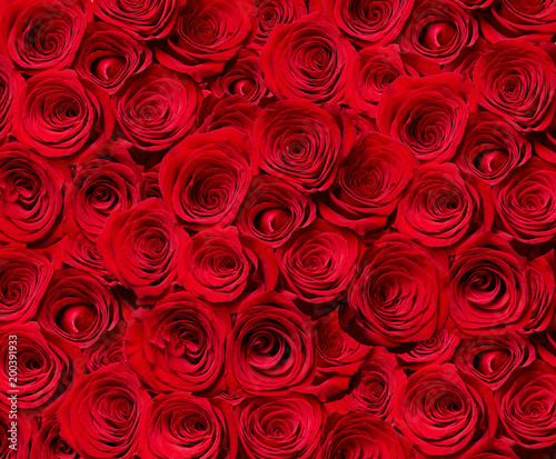 Fototapeta Naklejka Na Ścianę i Meble -  flower rose petal blossom red nature beautiful background