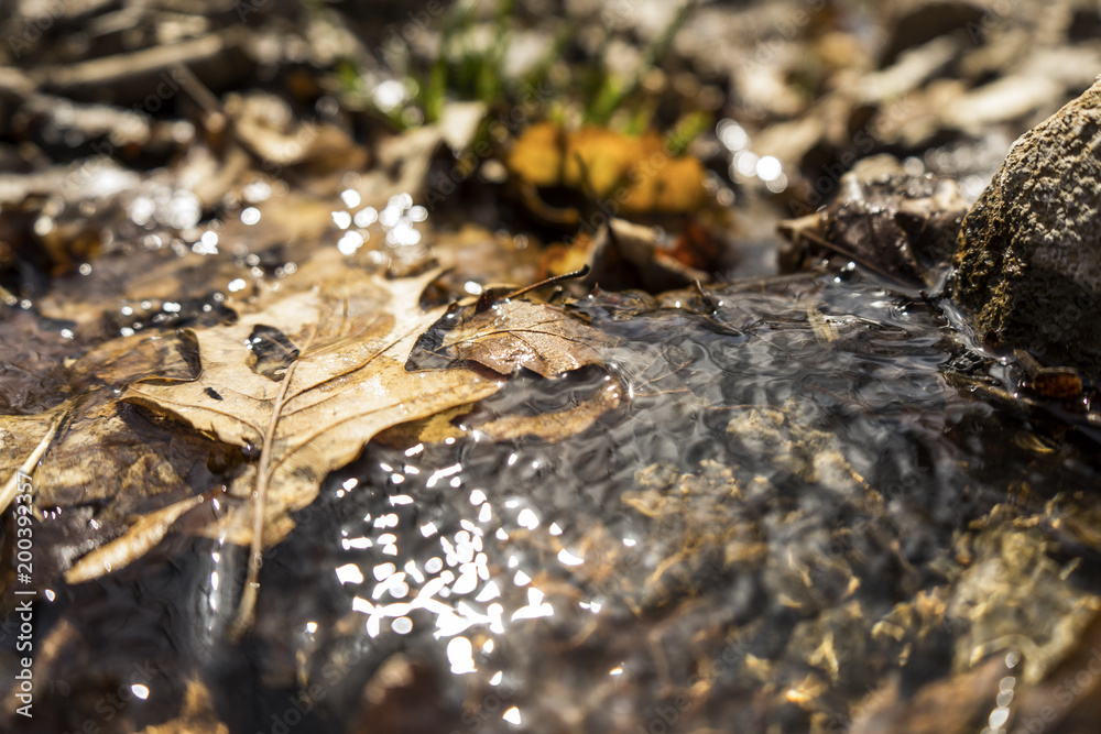 Nature river, leaf, small, macro Nature river, leaf, small, macro