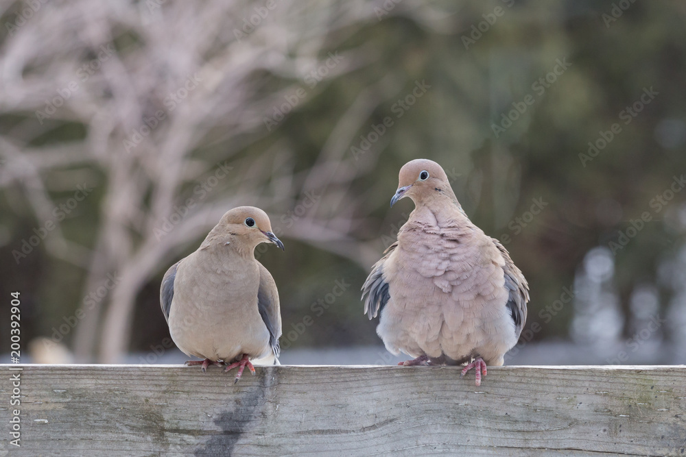 Fototapeta premium couple of Zenaida macroura Bird