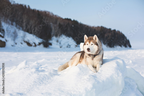 Gorgeous husky dog is lying on the ice floe and looking afar. Portrait of Siberian husky on the snow on the frozen Okhotsk sea and forest background on Sakhalin Island.