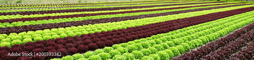 Salatfeld