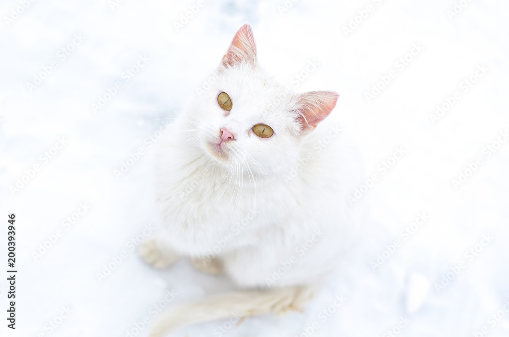white cat on a white background, sits on the snow and looks up