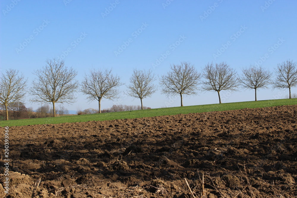 Obraz premium Bäume