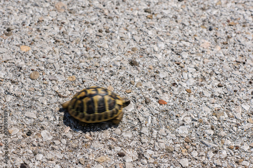 bright land turtle running very fast on asphalt road.Concept