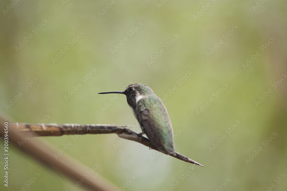 Fototapeta premium Small Anna's hummingbird perched on a branch with a blurred background.