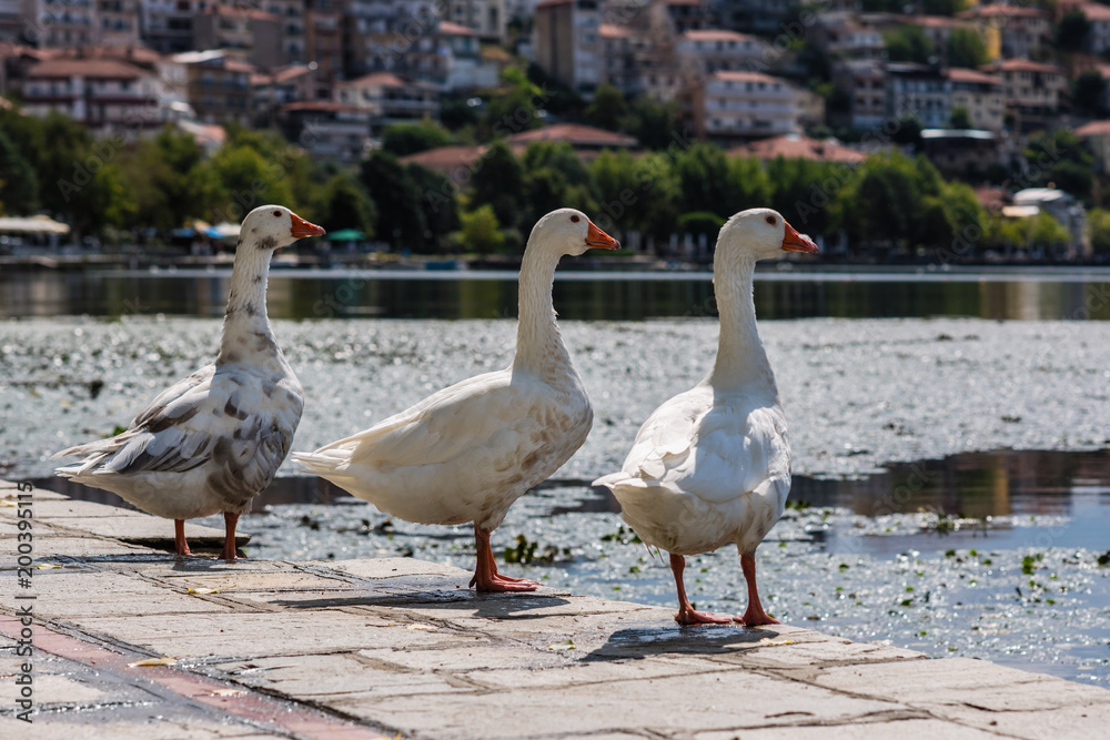 White swans against the background of the city of Kastoria and Orestias lake. Greece