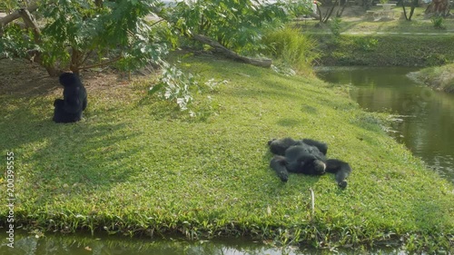 Couple of siamangs on island near reservoir in zoo photo