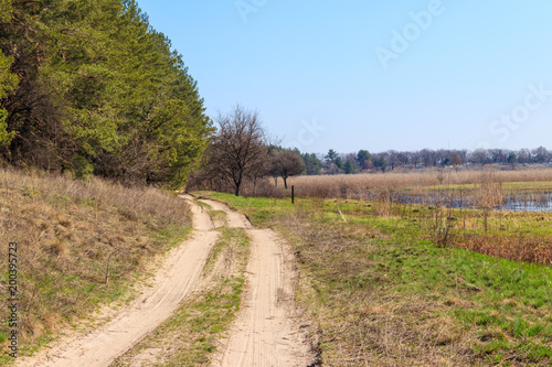 Dirt road near the pine trees on a sunny day