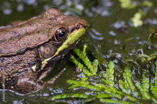 portrait of a green frog Lithobates clamitans