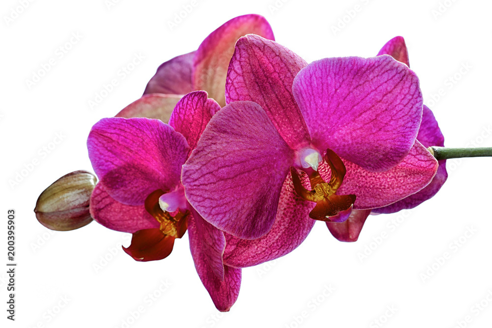 Obraz premium Beautiful branch of pink orchids isolated on a white background