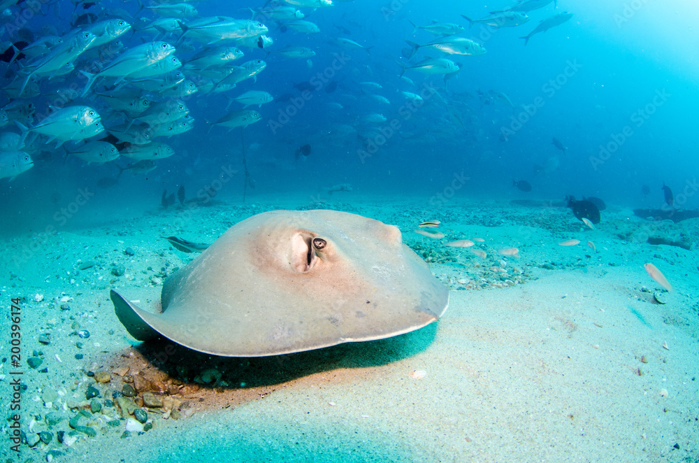 Obraz premium Diamond stingray (Dasyatis brevis), feeding in the sand of the reefs of the Sea of Cortez, Pacific ocean. Cabo Pulmo National Park, Baja California Sur, Mexico. Cousteau named it The world's aquarium.