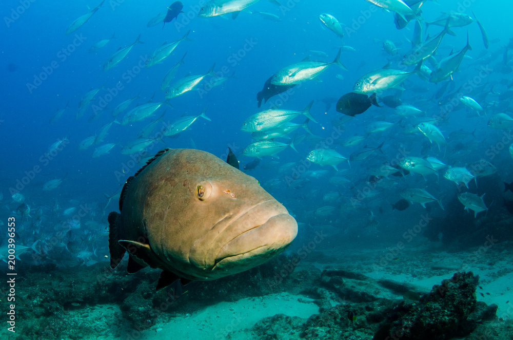 Obraz premium Big Gulf grouper (Mycteroperca jordani), resting in the reefs of the Sea of Cortez, Pacific ocean. Cabo Pulmo National Park, Baja California Sur, Mexico.