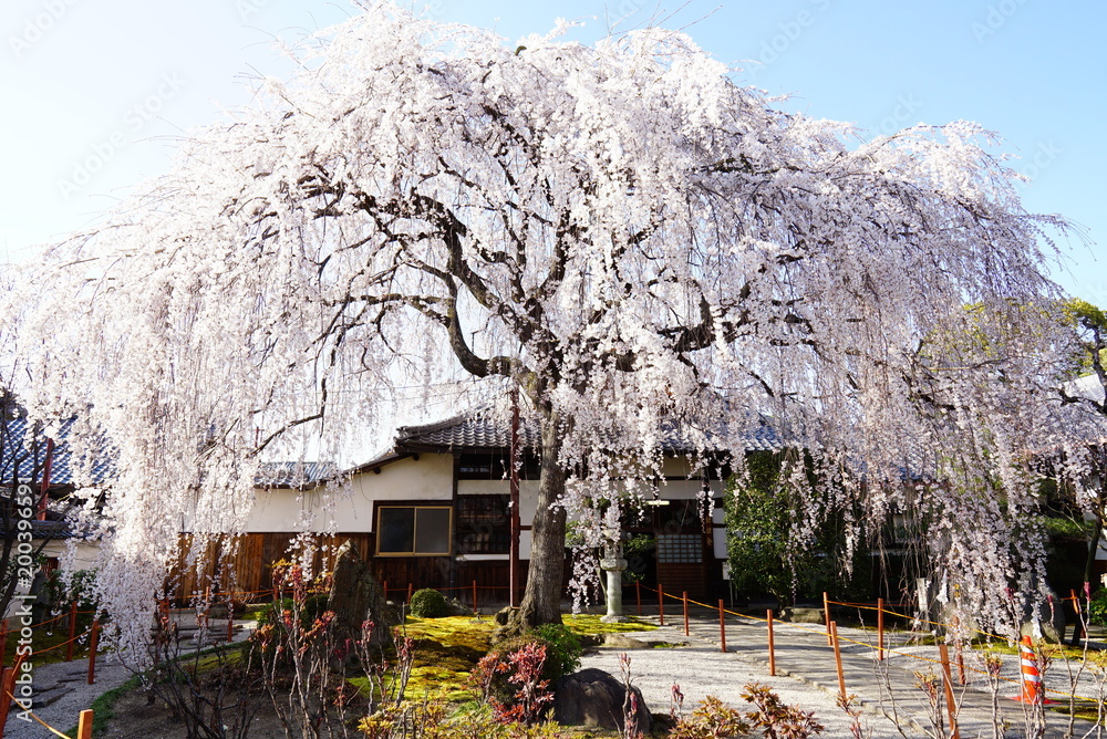 Naklejka premium 京都本満寺の枝垂れ桜