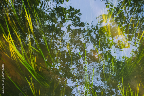 Green algae in the water surface with sunlight shining through the trees down on the water reflects.