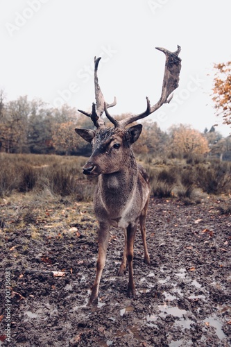 deer standing in mud 