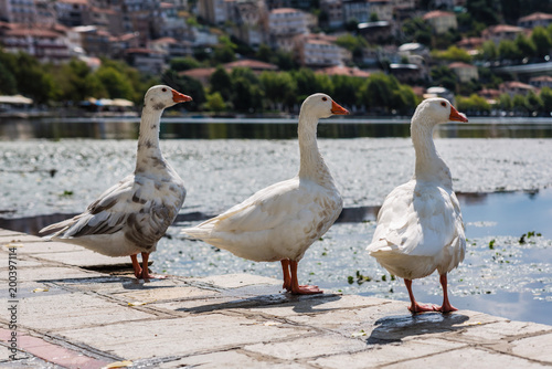 White swans in the Orestias lake of the Kastoria city. Greece