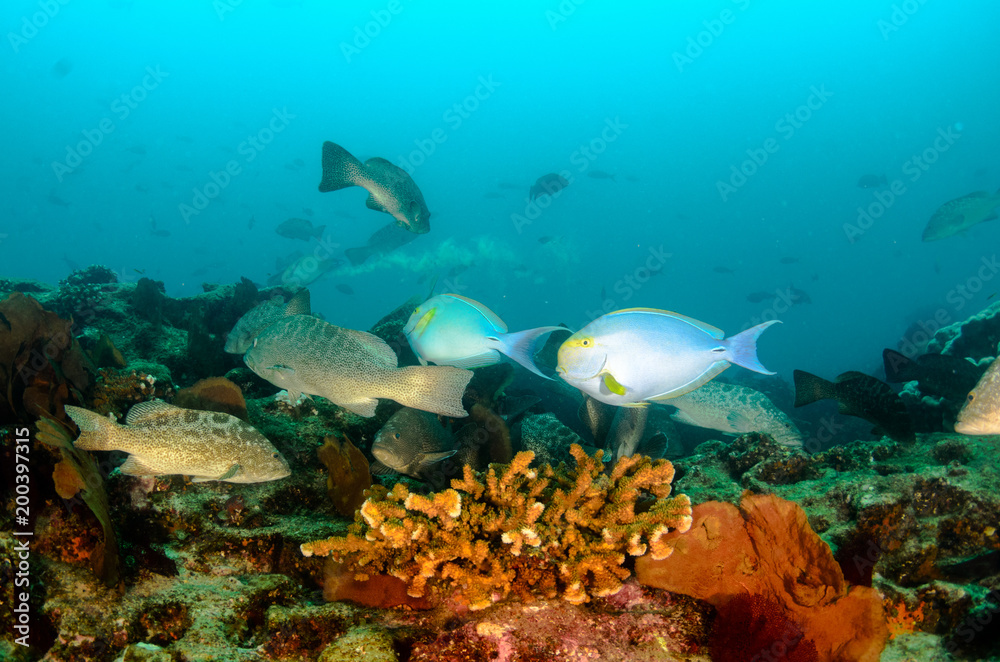 Fototapeta premium Reef fishes from the sea of cortez, mexico